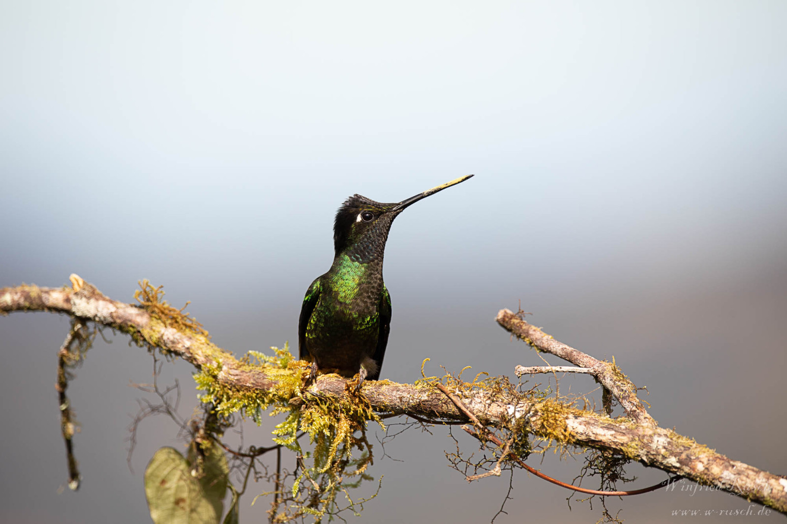 image Rivoli's Hummingbird